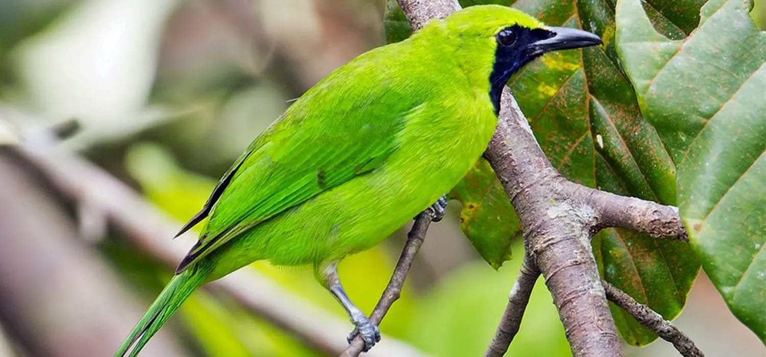 Bukan Hanya Burung Beo, Burung Cucak Ijo Termasuk Pintar Cepat Meniru Suara Burung Lain