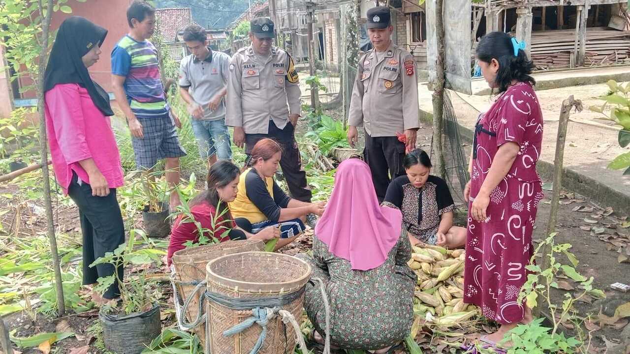 Warga Panen Jagung Program Perkarangan Pangan Bergizi