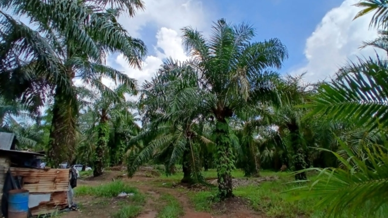 Sama Mengklaim Kepemilikan Lahan Kebun Sawit di Jamantras, Dua Pihak Saling Lapor Polisi