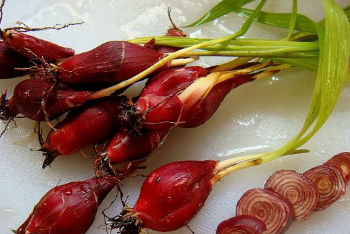 Teh Bawang Dayak Ternyata Dapat  Melawan Infeksi Bakteri, Mikroba, dan Virus? Baca di Sini Penjelasananya