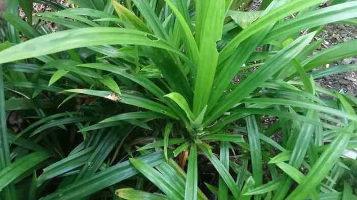 Daun Pandan Dapat Mencegah Penuaan Dini dan Kangker Kulit, Ini 7 Manfaat Lainnya