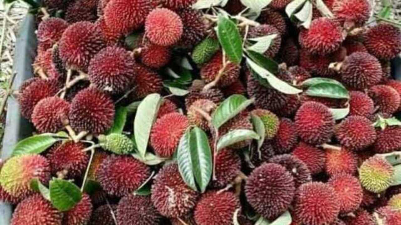 Manfaat Buah Palasan : Si Superfruit dari Alam yang Kaya Nutrisi