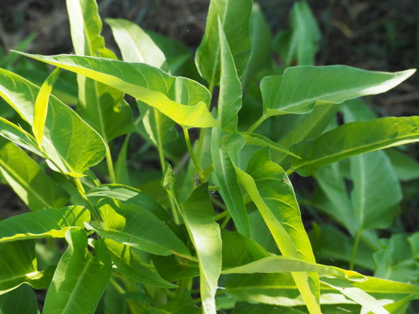 Terkenal Bikin Ngantuk, Ini Manfaat Lain Kangkung Bagi Kesehatan Tubuh Manusia...