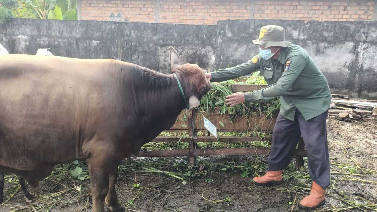 Dinas Pertanian OKU Periksa Kesehatan Hewan Kurban