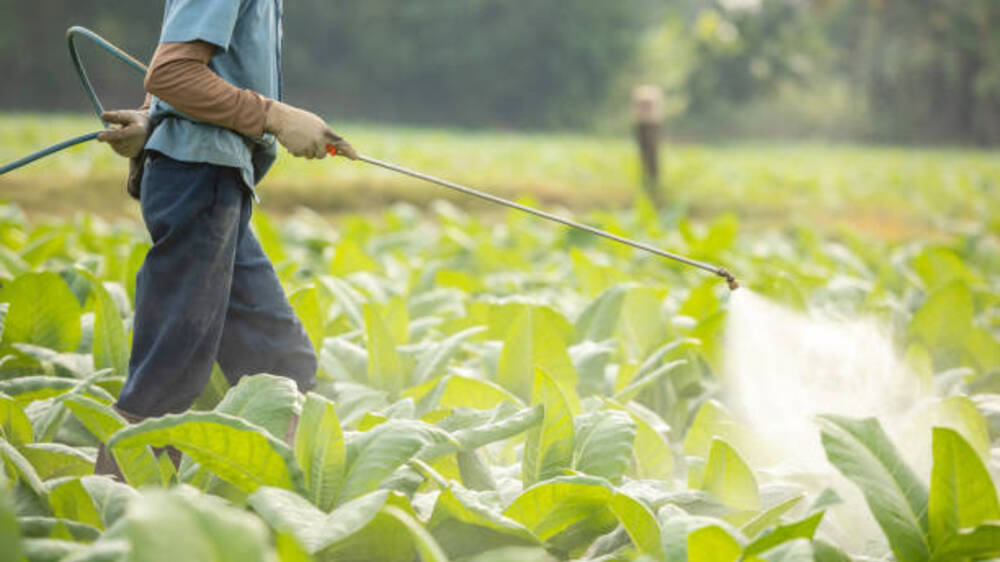 Ancaman Keseimbangan Alam: Kelebihan Nitrogen dan Pencemaran dari Pupuk Kimia