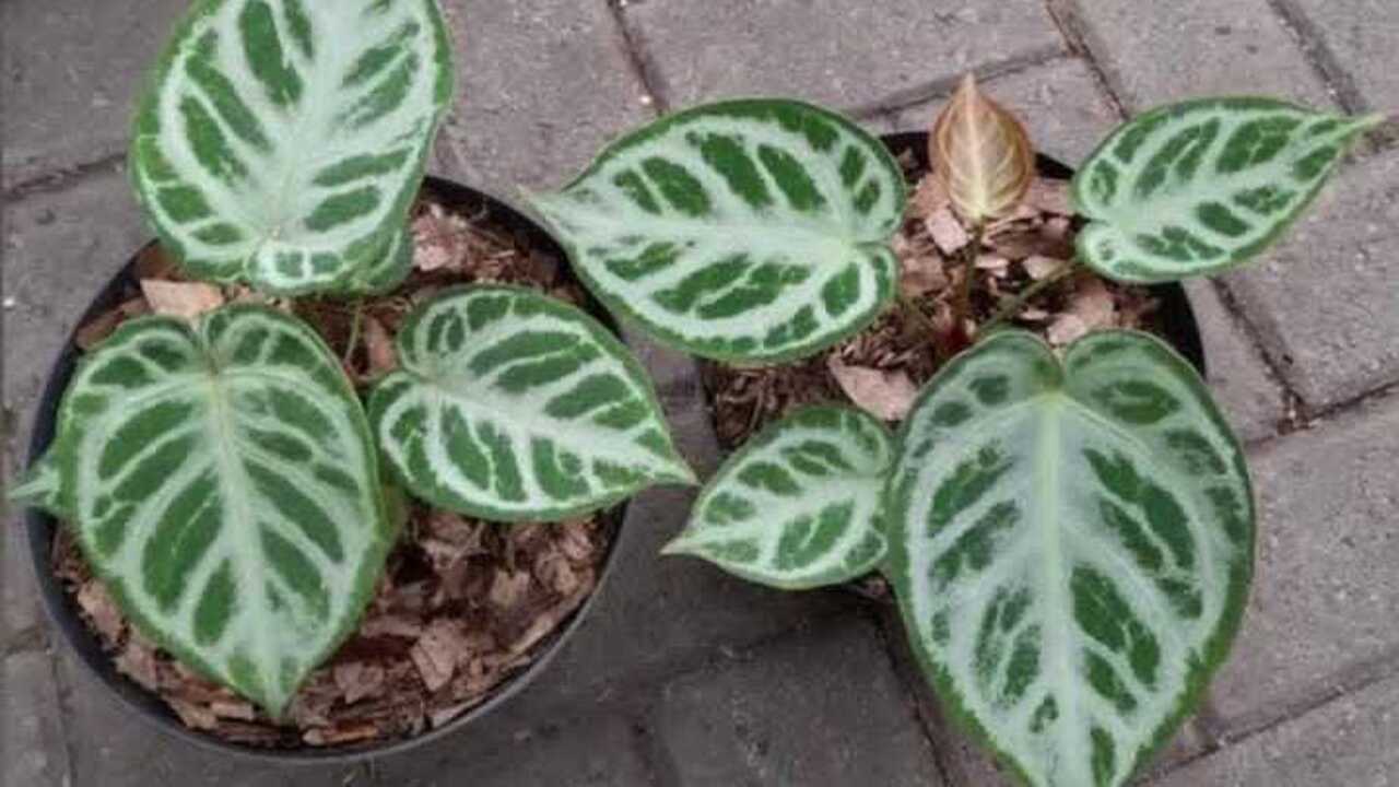 Kuping Gajah, Tanaman Hias Pembawa Keberuntungan yang Kian Digemari