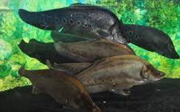 Sensasi Kegurihan Kuliner Palembang dari Ikan Belida, Kini Masuk Satwa Yang Harus Dilindungi