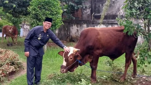 Teddy Bagikan 10 Ekor Sapi Kurban