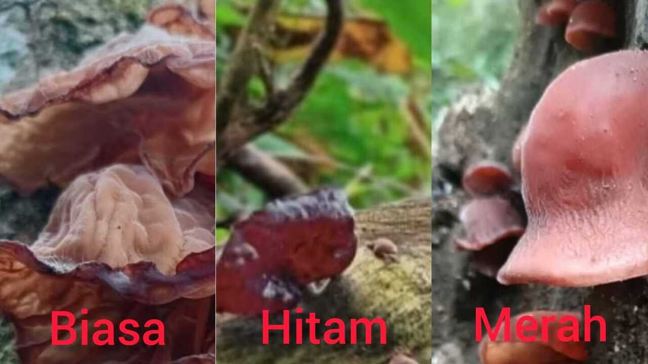 Mengenal Tiga Jenis Jamur Kuping yang Banyak Dijumpai dan Aman Dikonsumsi