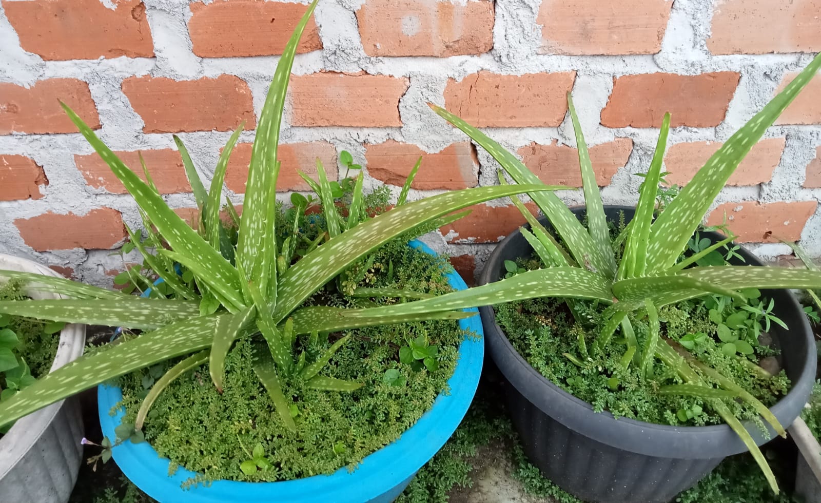 Lidah Buaya dan Daun Sirsak Ternyata Dapat Digunakan Untuk Mengatasi Miom dan Kista 