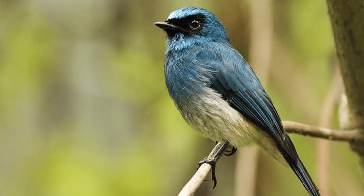 Burung Sikatan Aceh Ini Menjadi Langka, Kini Hanya Menjadi Misteri