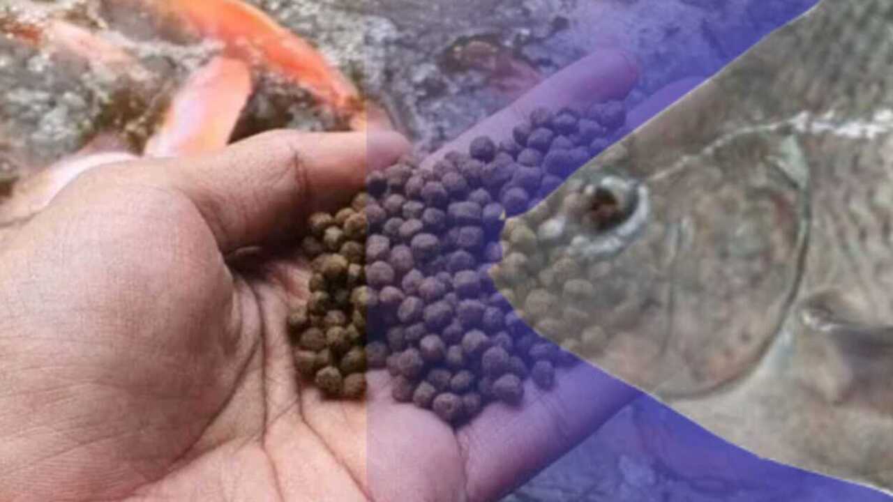 Wajib Coba ! Ternyata Ini Triknya Agar Ikan Nila Cepat Besar