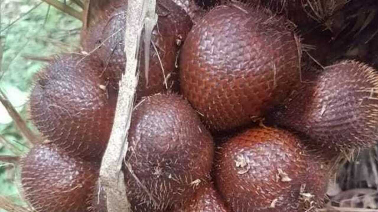 Manfaat Buah Salak untuk Kesehatan