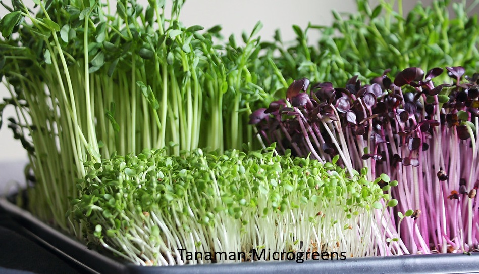 Bisnis Microgreens Yang Menjanjikan