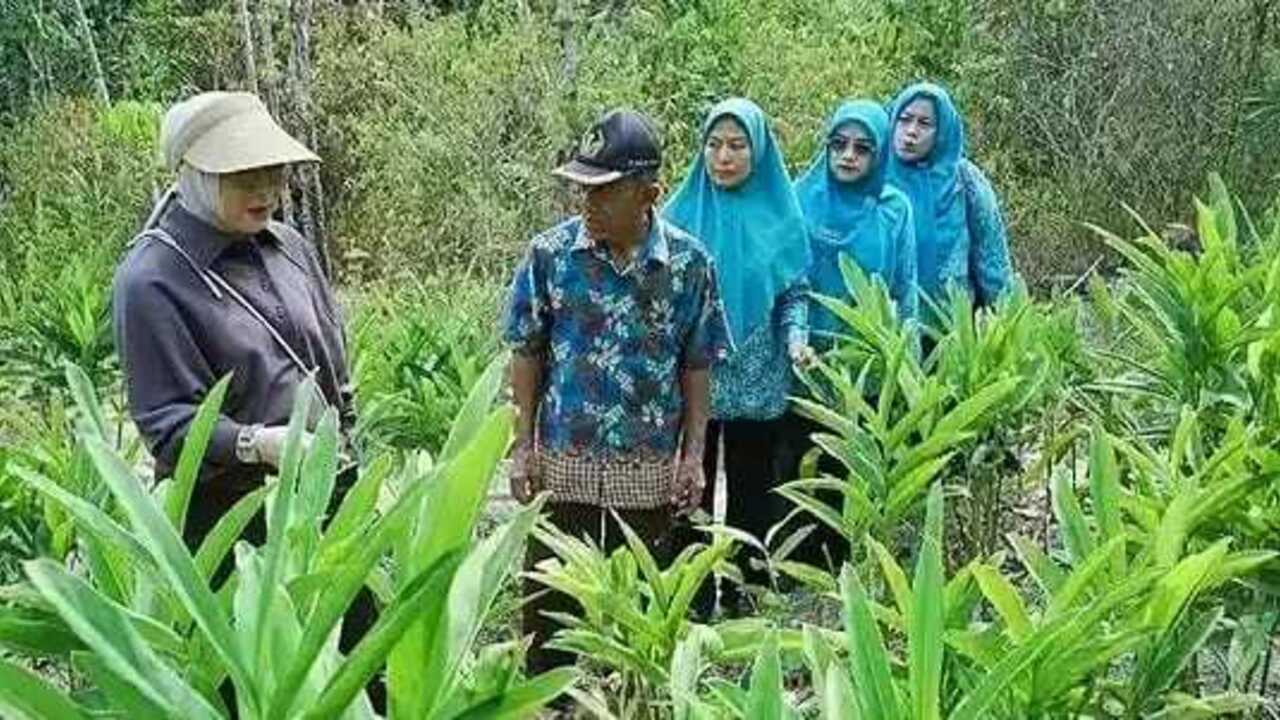 Berpotensi Dongkrak Pendapatan, Reni Ajak Warga Budidayakan Lengkuas