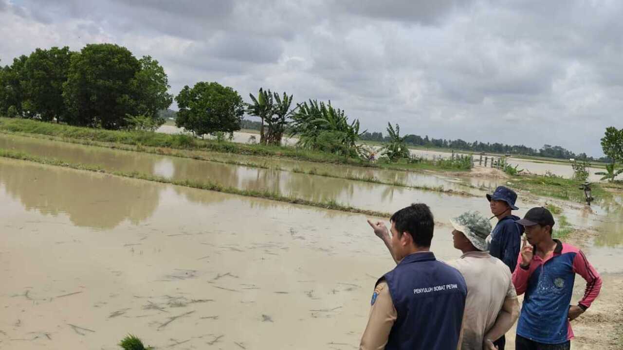 Kelompok Tani Terancam Merugi, 1321 Hektare Sawah Tadah Hujan di Lempuing OKI Terendam Banjir