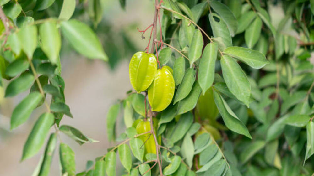 Mengungkap Rahasia Daun Belimbing: Kaya Flavonoid, Etil Asetat, dan Butanol untuk Perawatan Kulit Optimal