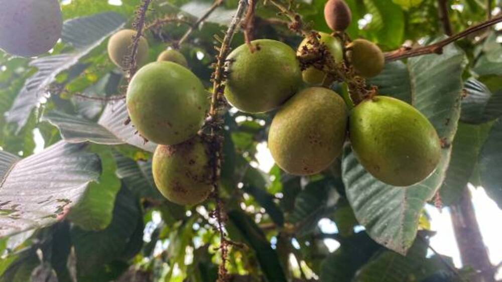 Antioksidan dan Serat Tinggi: Manfaat Kesehatan Luar Biasa dari Buah Matoa