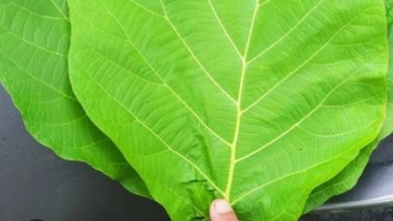 Daun Jati si Tectona grandis, Atasi Masalah Kulit dan Bantu Turunkan Berat Badan