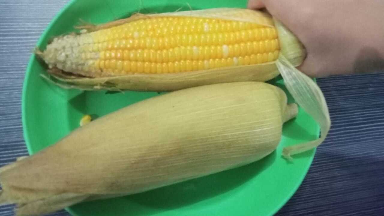 Jagung Camilan Lezat dan Kaya Manfaat, Begini Cara Mengolah yang Benar untuk Manfaat Optimal!