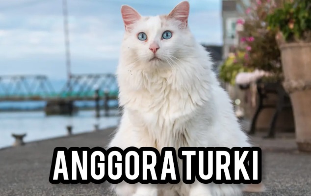 Kucing Anggora Turki, Hewan Peliharaan Kesayangan Nabi Muhammad SAW Ternyata Punya Keistimewaan Ini..