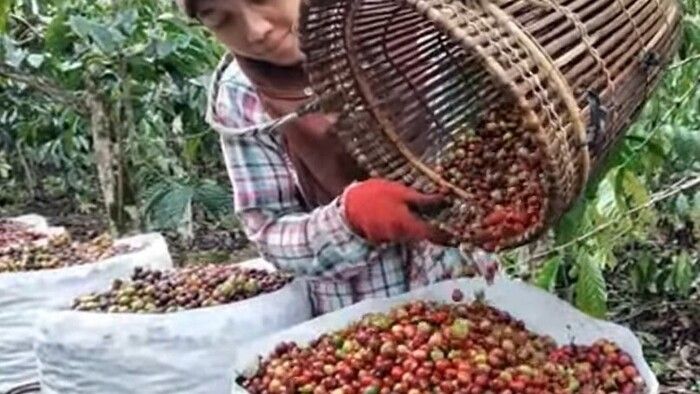 Penikmat Kopi Pasti Tahu, Kopi Robusta Terbaik di Indonesia dari Daerah Ini, Bukan Sumsel