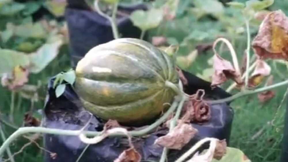 Peran Penting Buah Blewah dalam Mencegah Risiko Terkena Kanker