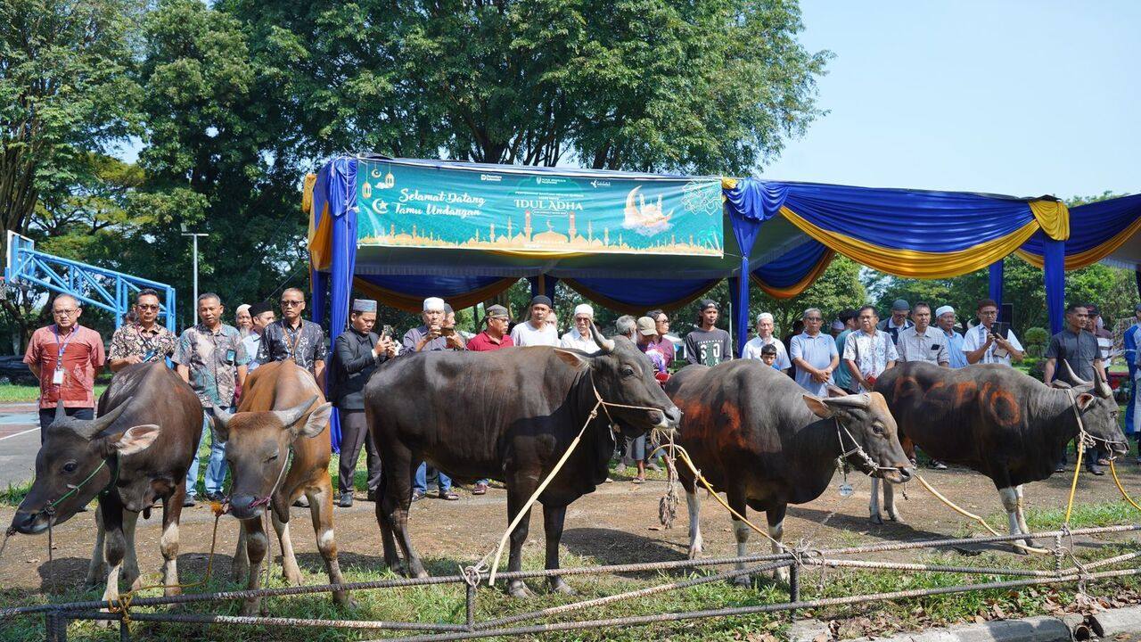 Pusri Salurkan 60 Ekor Hewan Qurban untuk Masyarakat Lingkungan dalam Idul Adha 1446 Hijriah