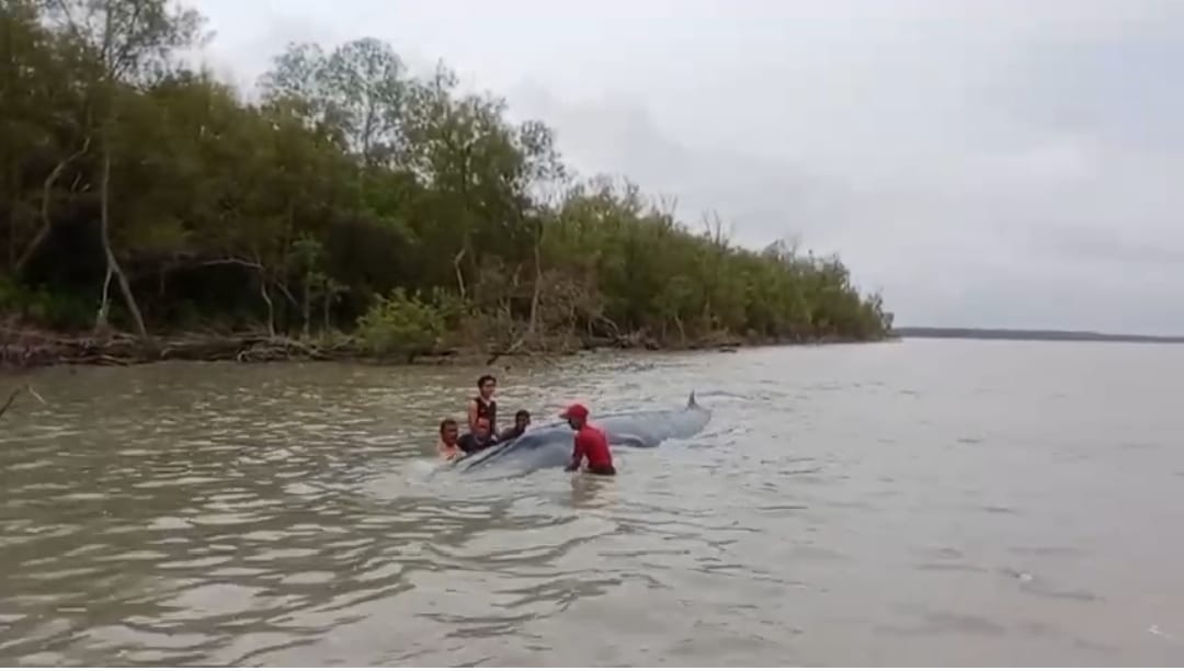 Bikin Heboh! Nelayan di Perairan Sungai Somor OKI Temukan Ikan Paus Terdampar
