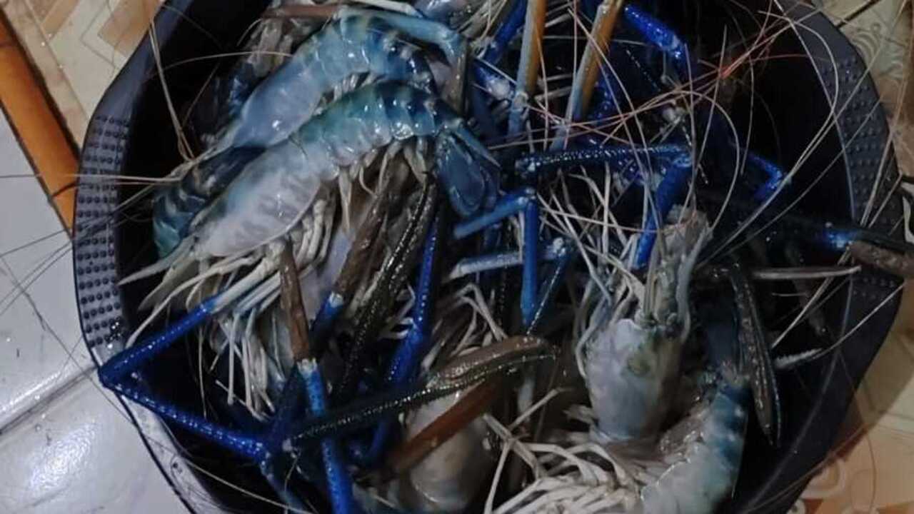 Jangan Boncos, Pilih Umpan yang disukai Udang