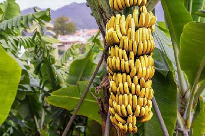 Catat! 7 Manfaat Buah Pisang, Nomor 6 Sangat Baik Bagi Manusia