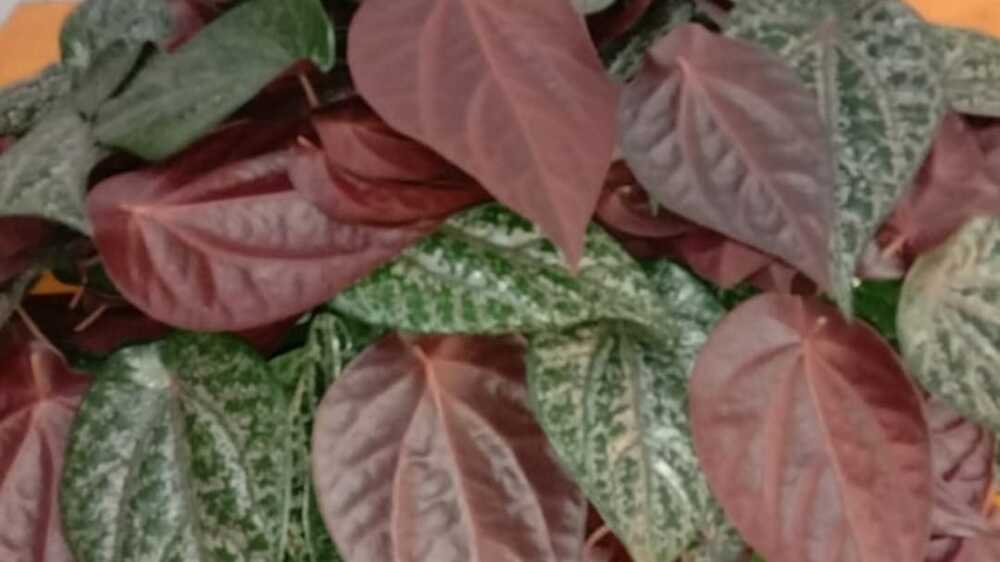 Perbedaan Antara Daun Sirih Hijau dan Daun Sirih Merah: Manfaat Kesehatan dan Kegunaan Tradisional