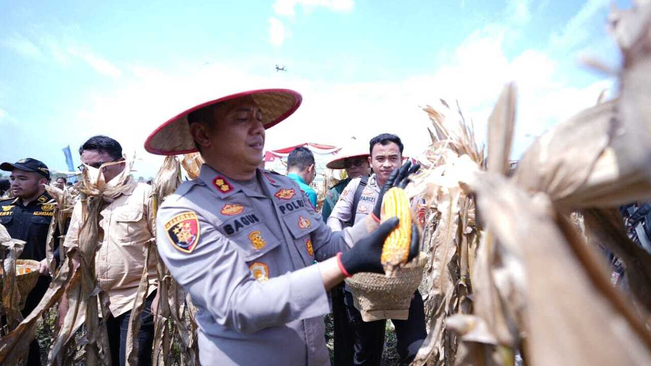 Panen Raya Jagung di Ogan Ilir, Produksi Capai 42.597 Ton