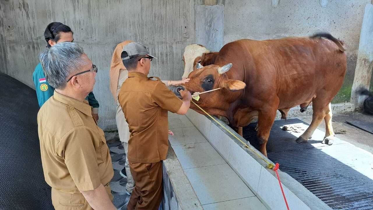 Pemkot Prabumulih Siapkan 13 Ekor Sapi Kurban, 1 Ekor Bantuan Presiden dan 6 Ekor dari Pribadi H Arlan