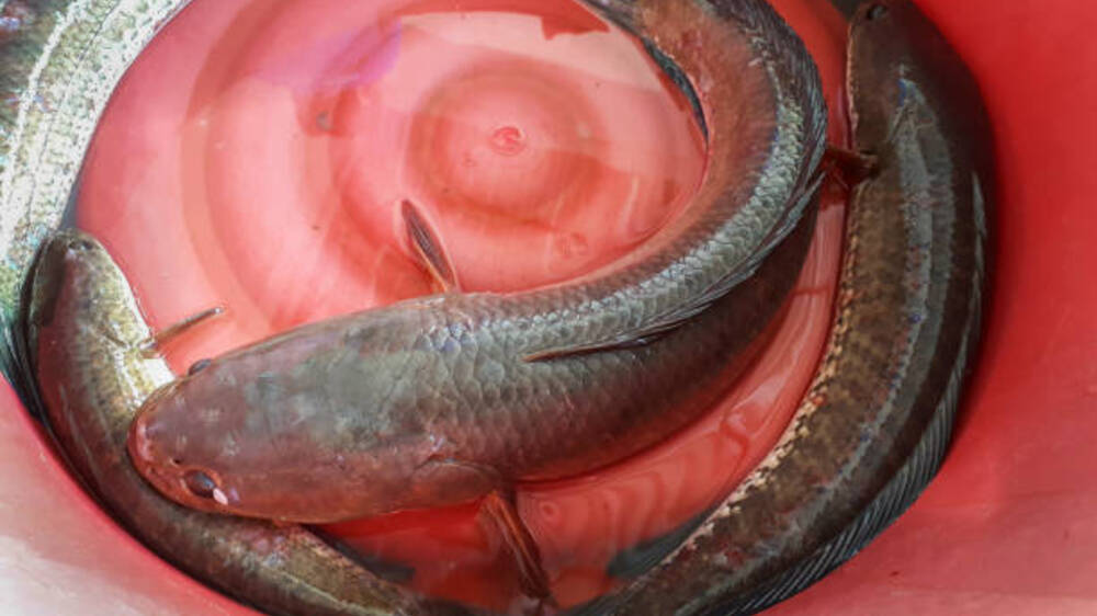 Ikan Gabus: Keunikan dan Keajaiban di Dunia Perairan