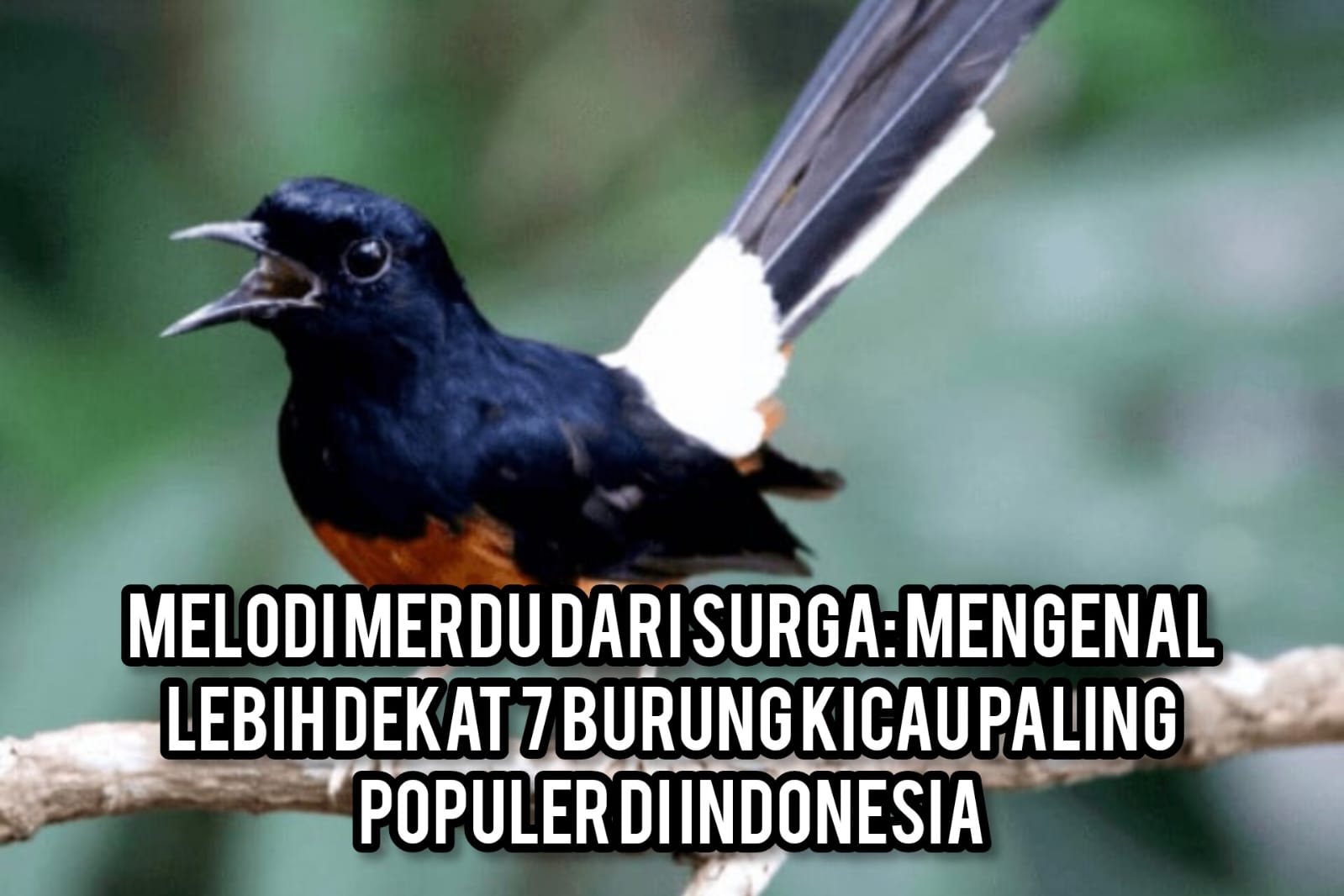 Melodi Merdu dari Surga: Mengenal Lebih Dekat 7 Burung Kicau Paling Populer di Indonesia
