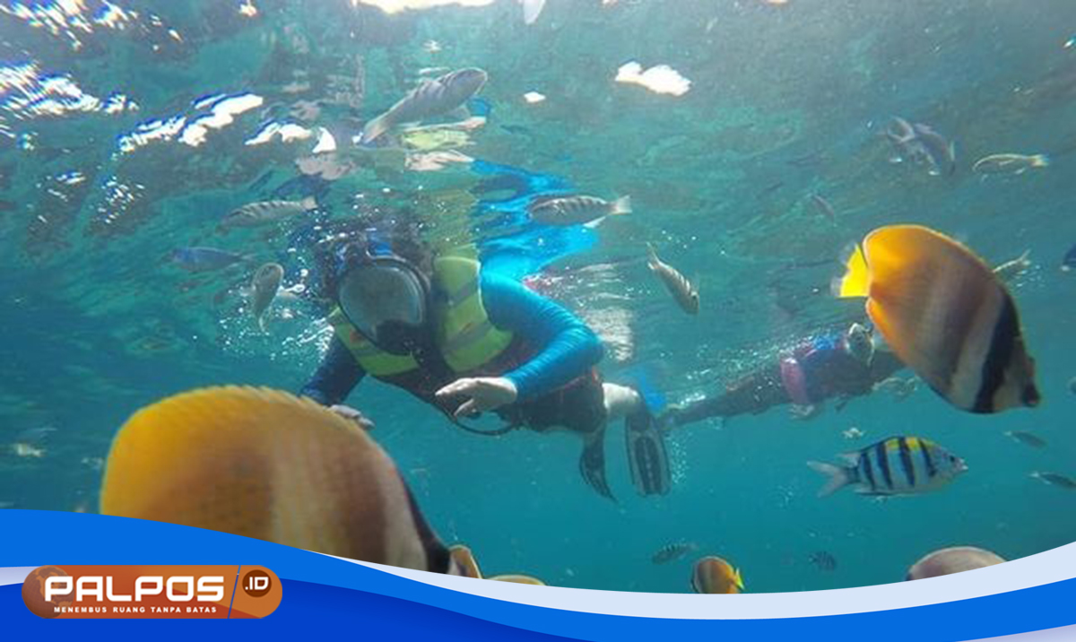 Gamat Bay : Surga Bawah Laut Bagi Penyelam, Keindahan Tak Terlupakan di Nusa Penida