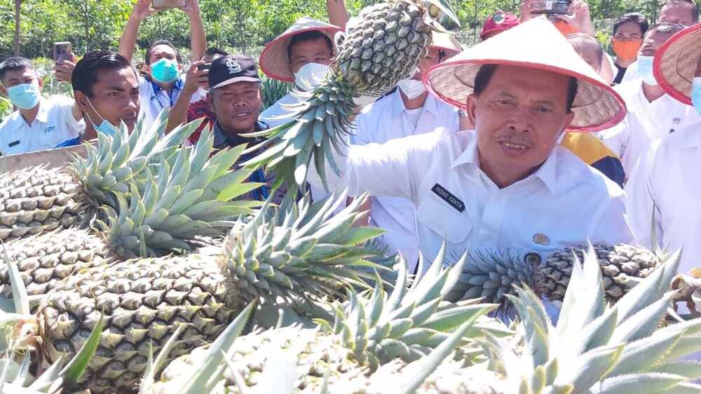 Menggali Lebih Dalam Tentang Buah Nanas: Manfaat dan Efek Sampingnya