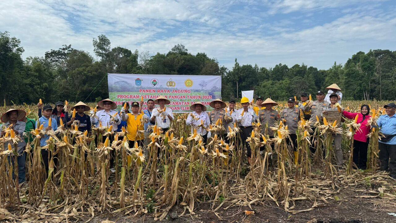 Dukung Program Prabowo Gibran, Polsek Tanjung Batu Bersama Warga Panen Jagung Perdana