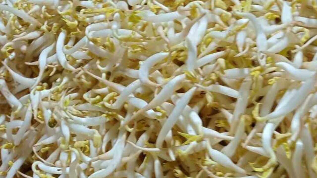 Toge Baik Dikonsumsi, Ini Manfaat Kesehatan yang Perlu Diketahui