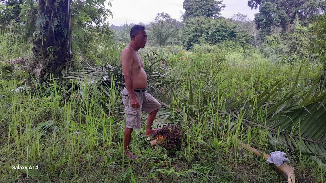 Dampak PP SDA, Petani Sawit Menjerit