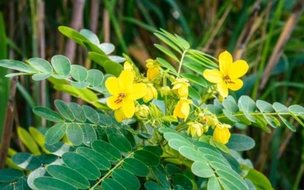 10 Manfaat Luar Biasa Daun dan Buah Senna, Bisa Bikin Langsing, Detoks Racun dan Kulit Mulus