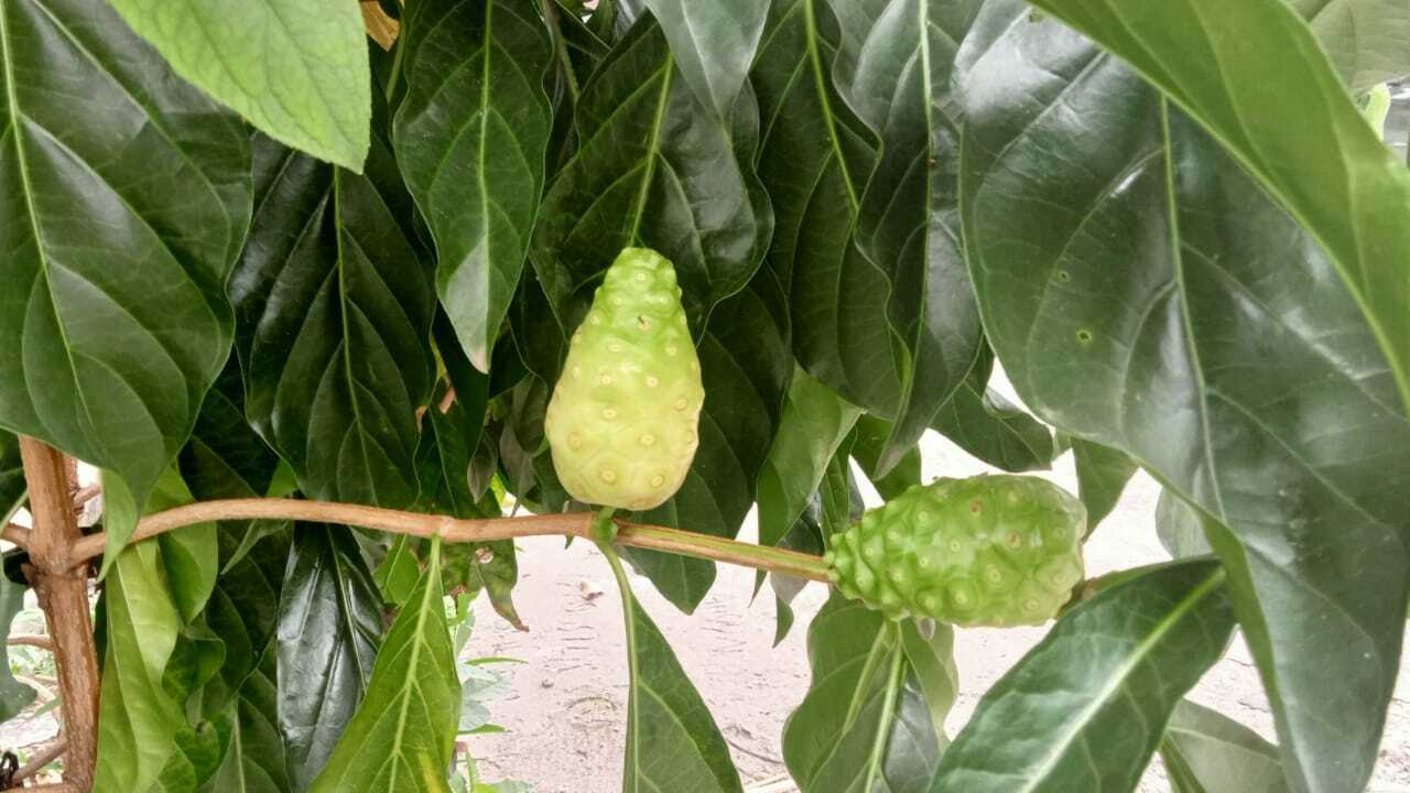 Jaga Kestabilan Gula Darah Dengan Buah Mengkudu