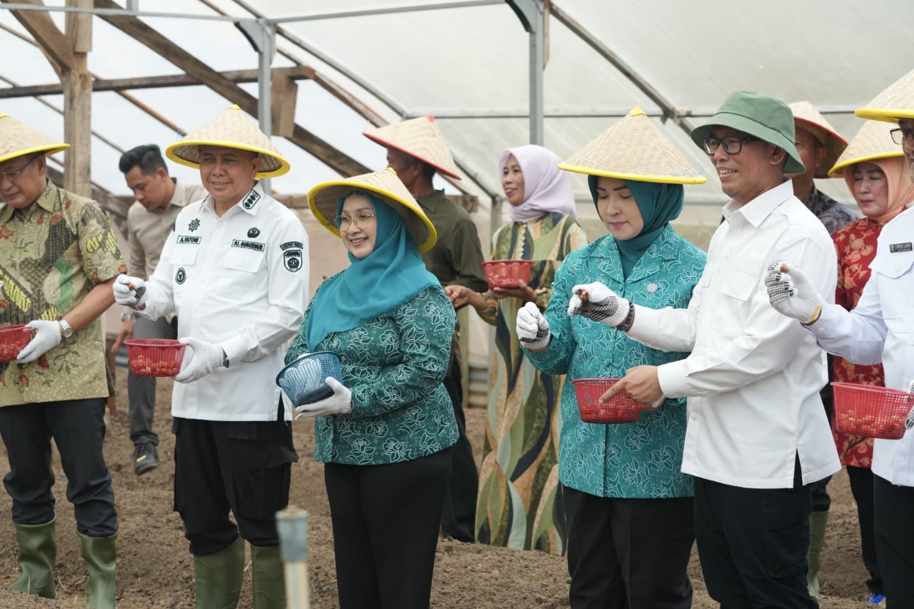 Desa Tungku Jaya OKU Jadi Sentra Budi Daya Bawang Merah