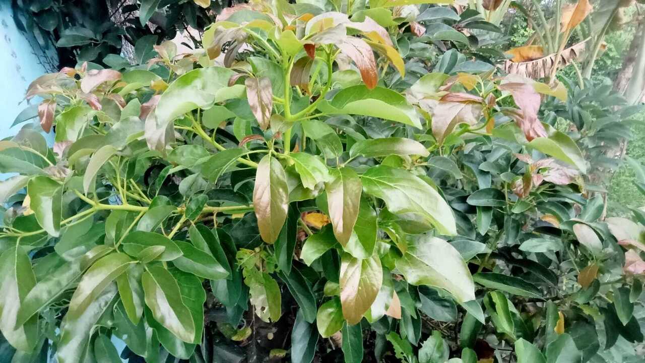 Hancurkan Batu Ginjal dengan Daun Alpukat, Begini Cara Mengolahnya Agar Mendapat Hasil Optimal !