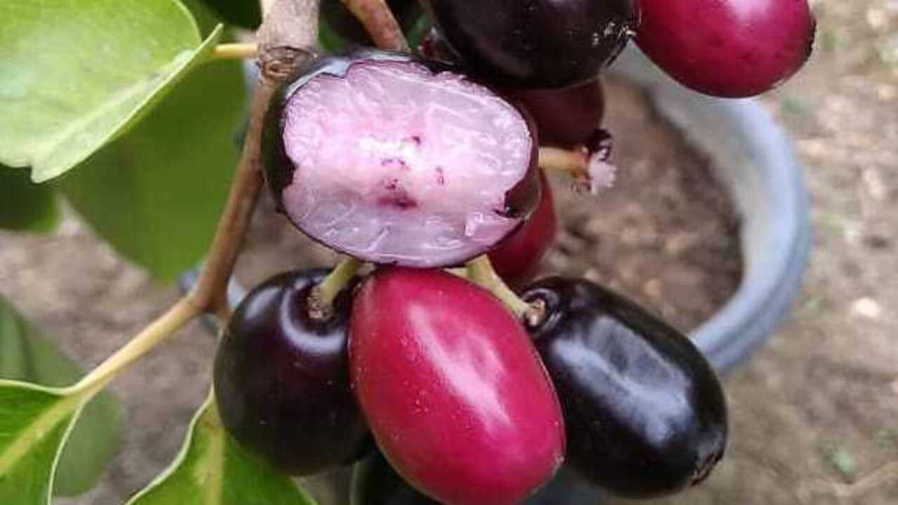 Manfaat Buah Jamblang Si Kecil yang Penuh Khasiat