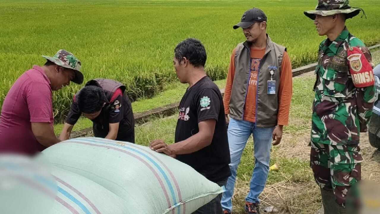 Bulog OKU Bentuk Dua Tim Jemput Gabah Petani
