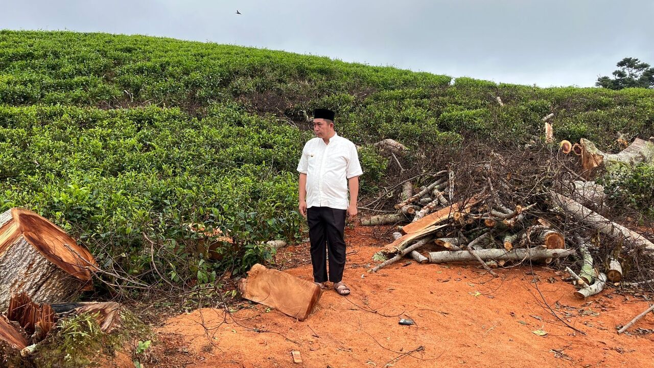 Khawatir Picu Terjadinya Landslide/Slope Failure atau Tanah Longsor Wako Geram Banyak Pohon Ditebang