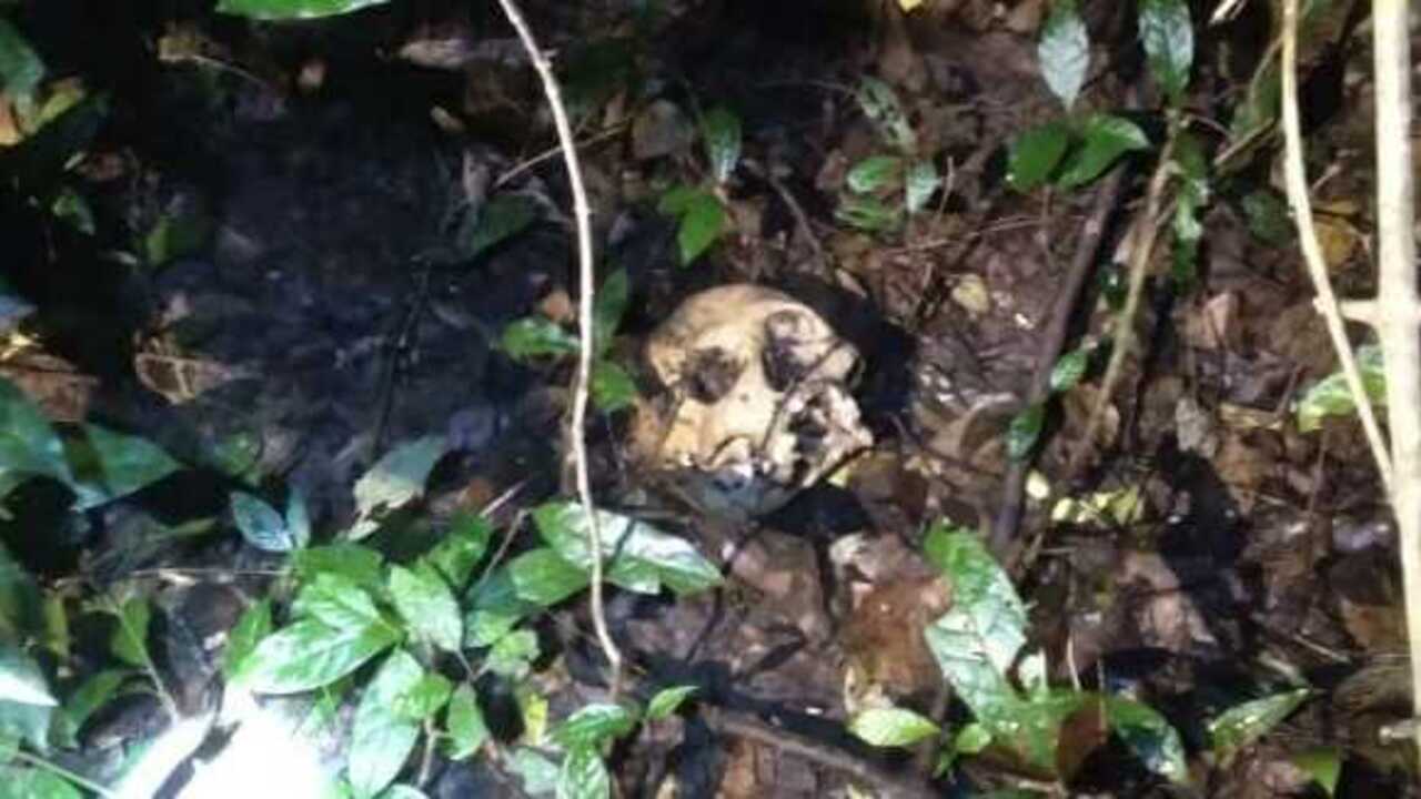 Warga Rantau Panjang Geger, Tengkorak Manusia Ditemukan di Hutan Belukar Perkebunan