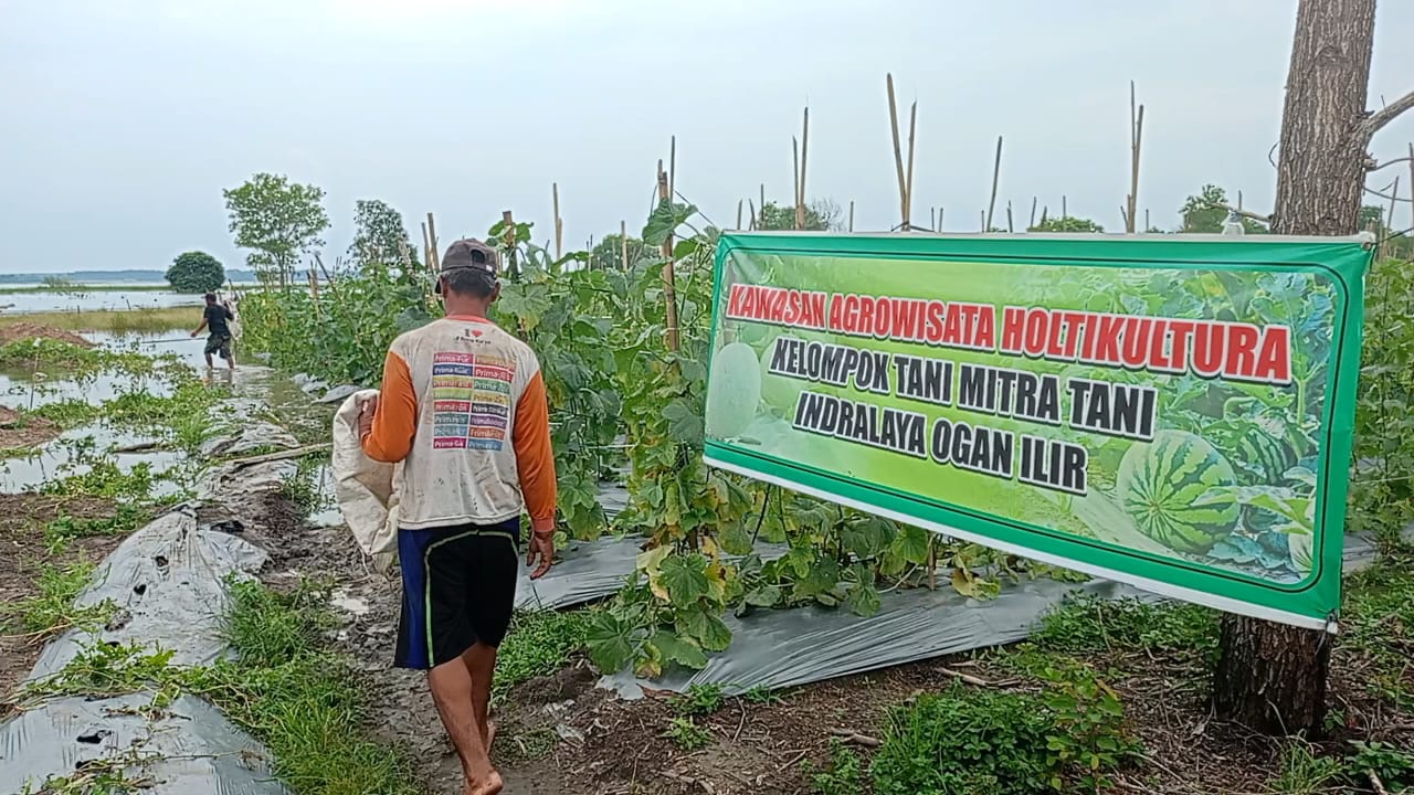 Terkena Banjir, Petani Melon di Ogan Ilir Merugi